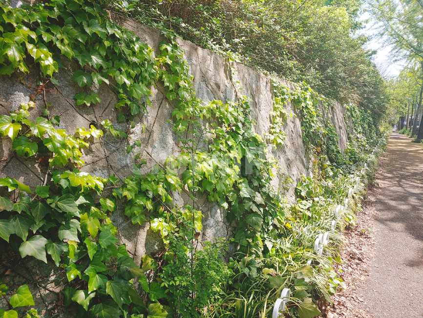 담벼락,벽,덩굴식물,담쟁이덩굴,덩굴,climbingplant,wall