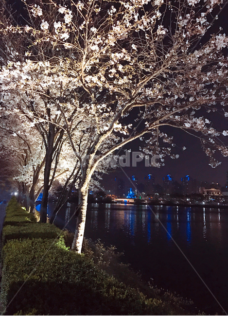 plant,식물,cherryblossom,벚꽃,blossom,꽃,flower,야경,호수,lake,벚꽃축제,축제,festival