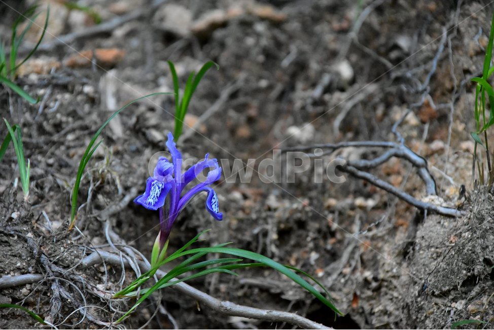 난장이붓꽃,난쟁이붓꽃,야생화,꽃,식물,자연,생태,플라워,flower,plants,nature,식물,자연,plants,nature,꽃,flower