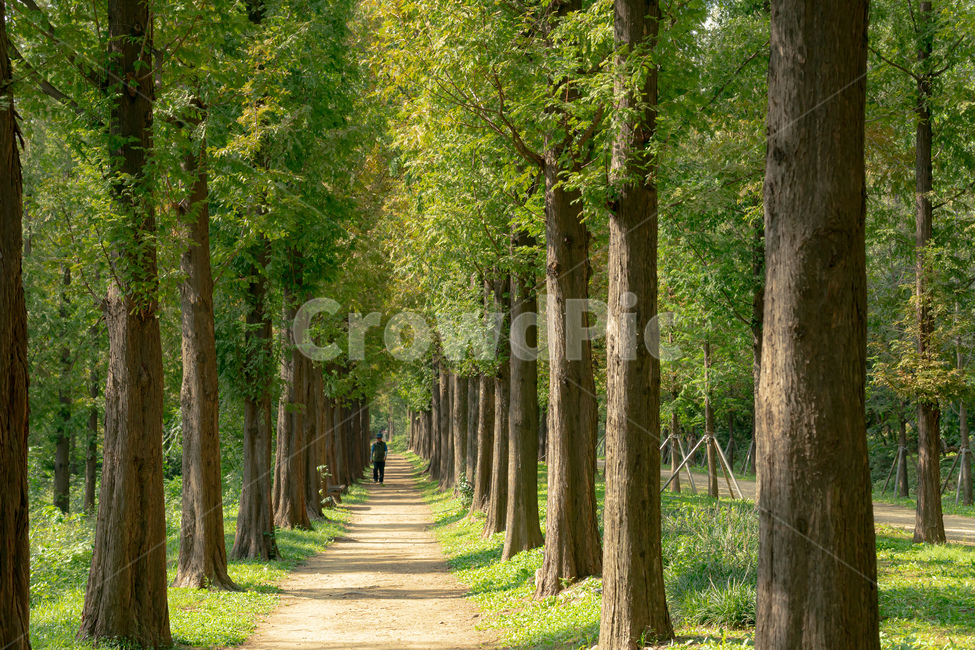 나무,사람,감성,tree,human,person,자연,풍경,nature,landscape,한국자연풍경,한국자연경관,korea nature landscape,식물,plants,나무,trees,wood,plant,tree trunk,나무 줄기
