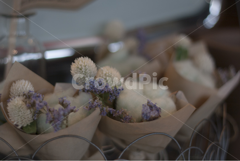 목화,목화꽃다발,식물,꽃,꽃다발,따뜻,cotton,cottonflower,감성사진,꽃,flower,기념일,축하,anniversary,congratulation,celebrate,celebration