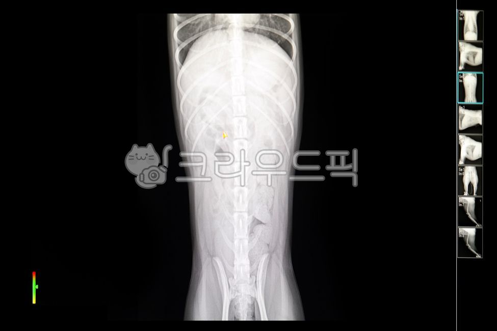 엑스레이,뼈,동물병원,개,갈비뼈,흉부,척추,사진,투시사진,투시,강아지,반려견,반려동물,애완견,애완동물,동물,병원,수의사,외과,방사선,수의학,해부학,xray,ctscan,ct스캔