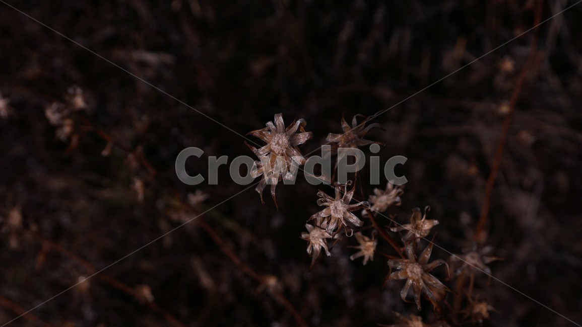 plant,식물,겨울,마른풀,마른꽃,접사,closrup,background