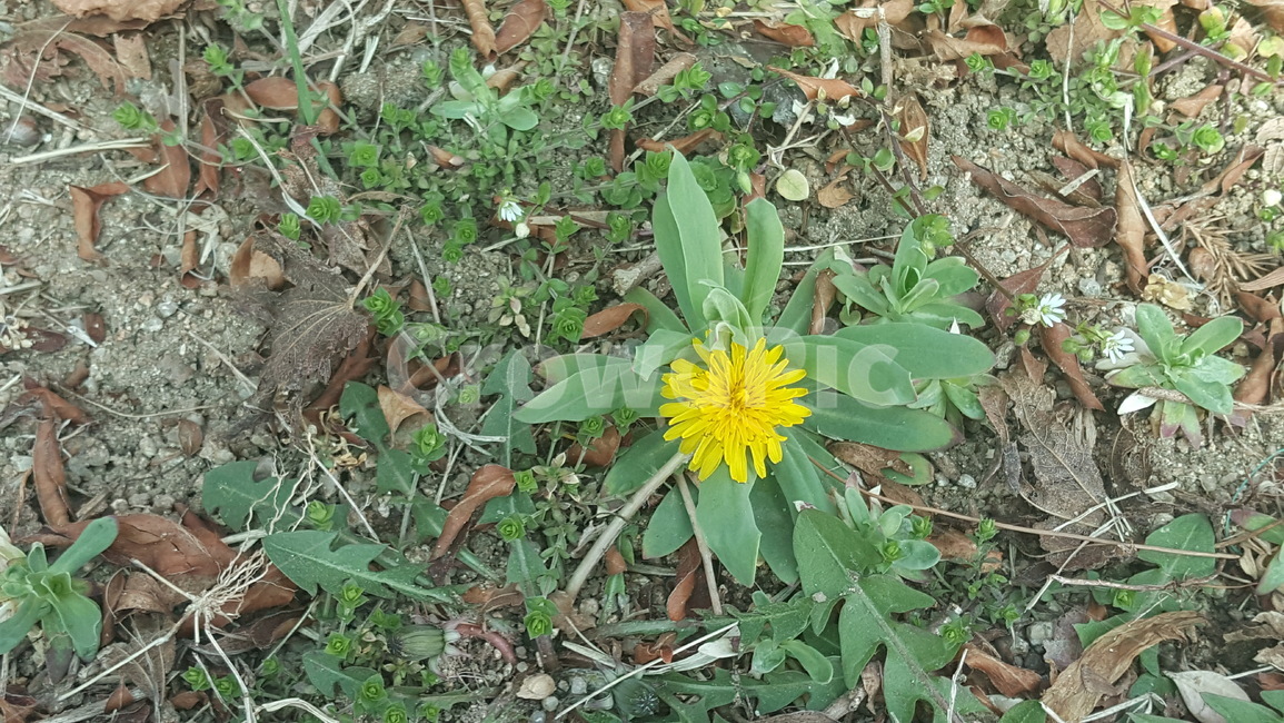 민들레,꽃,자연,아름다움,작은꽃,식물,자연,plants,nature,꽃,flower