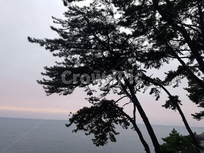 하늘,구름,소나무,바다,자연,풍경,힐링,감성사진,식물,자연,plants,nature,나무,trees,wood