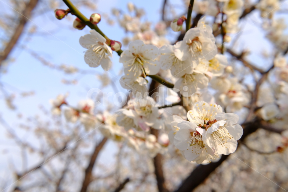 봄,봄꽃,꽃,매화,나들이,배경,배경화면,flower,flowers,spring,봄,계절,spring,season,plant,식물,blossom