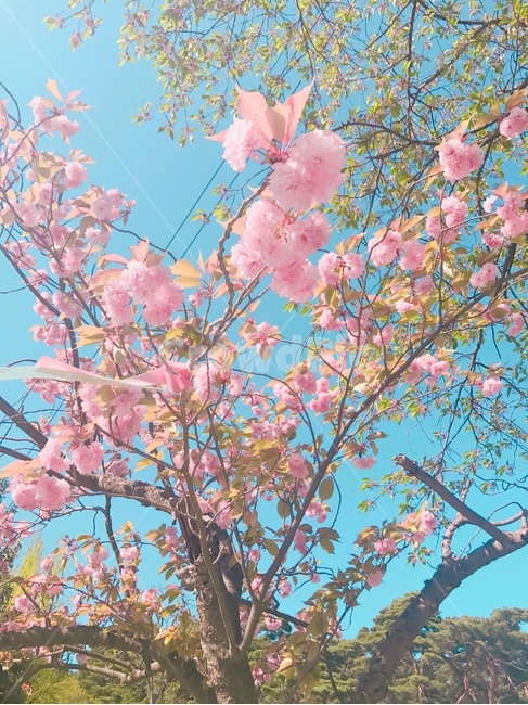 겹벚꽃,벚꽃,봄,따뜻,꽃,꽃,flower