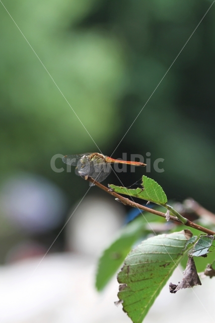 잠자리,가을,계곡,자연,나무,식물,자연,plants,nature,동물,animal,곤충,벌레,insect,bug
