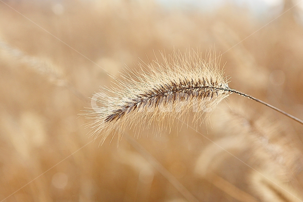 강아지풀,강아지풀꽃,꽃,잡초,가을,풀,공원,야외,가을,계절,fall,autumn,season,식물,자연,plants,nature