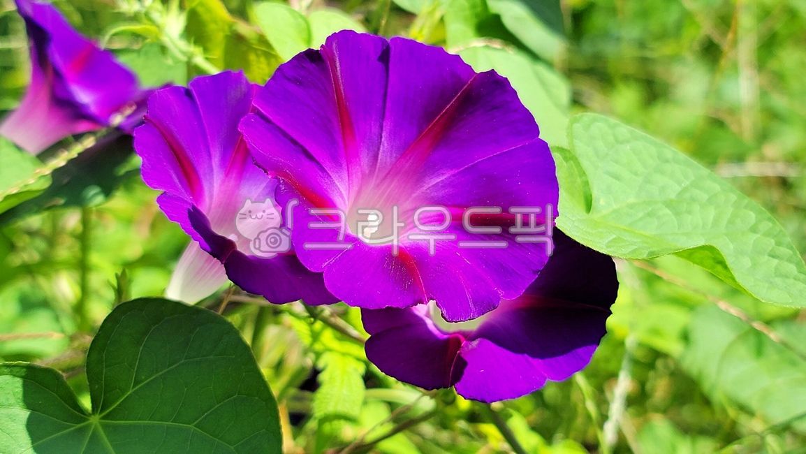 나팔꽃,morningglory,꽃,flower,보라색,purple