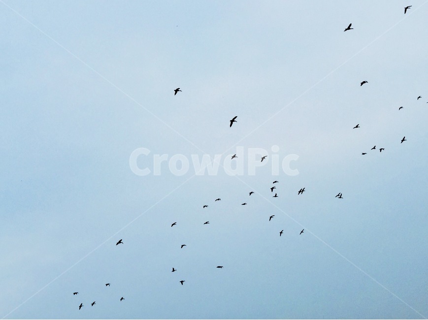 하늘,철새,풍경,구름,새,새떼,sky,migrant,landscape,cloud,bird,조류,철새이동,자연,nature,동물,animal,조류,새,birds