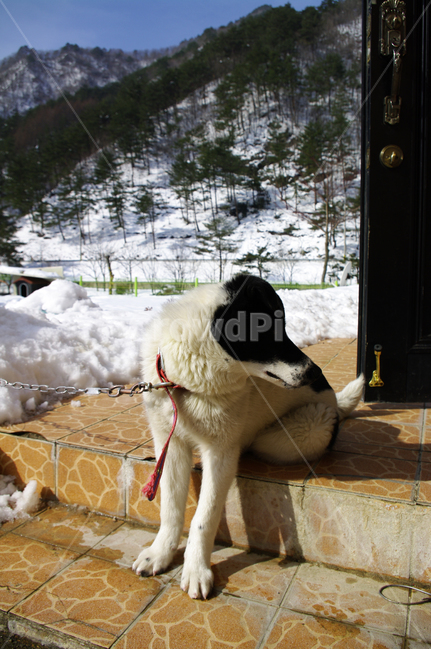 개,동물,설경,겨울,강아지,겨울,계절,winter,season,동물,animal,포유류,mammal,개,강아지,dog,doggy