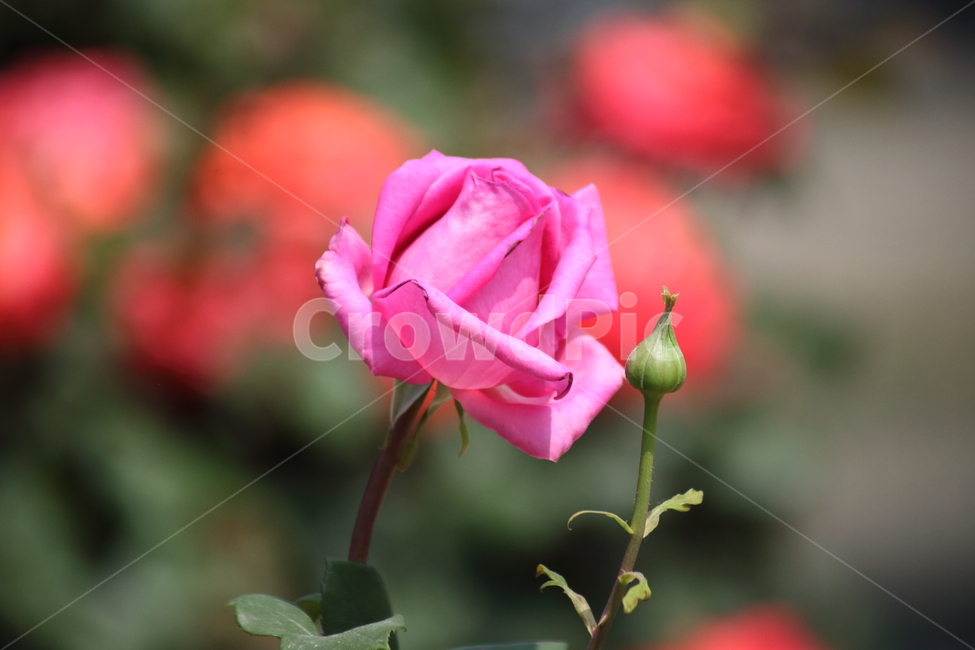 장미,꽃,장미꽃,덩굴식물,rose