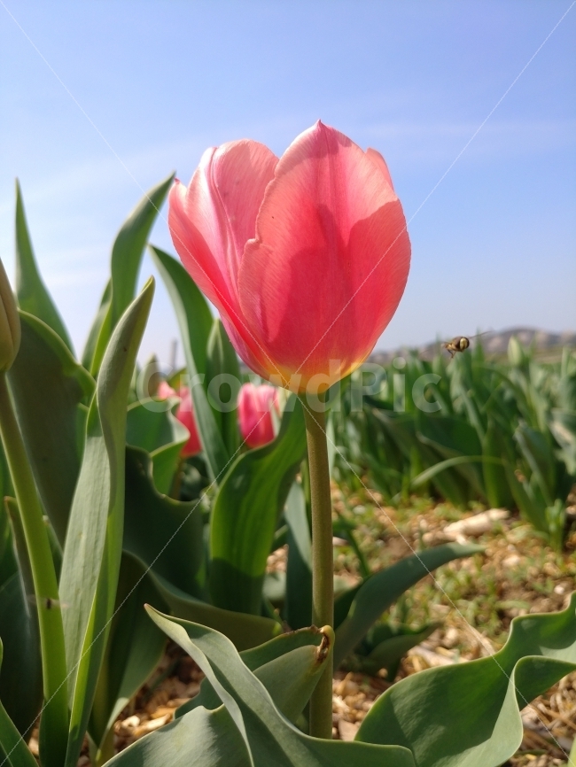 Tulip,튤립,꽃,접사,폰카,v20,flower,insect,식물,자연,plants,nature,동물,animal,봄,계절,spring,season,곤충,벌레,insect,bug,꽃,flower,plant,blossom,tulip