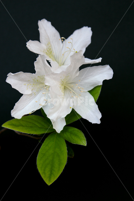 azaleas,azaleasflowers,closeup,decoration,detail,flower,fresh,green,leaf,leaves,macro,natural,nature,plant,royalazaleablossom,whiteazaleasflowers,철쭉,철쭉꽃,클로즈업,디테일,꽃,신선한,그린,녹색,잎,나뭇잎,잎사귀,자연,식물,플라워,진달래,검은색,검정,블랙,꽃,flower
