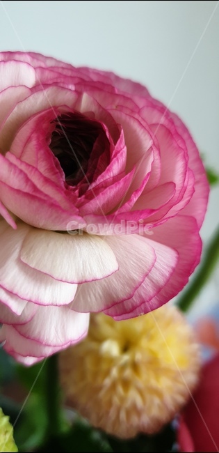 꽃,계절,라넌큘러스,봄,향기,꽃,flower