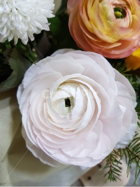 꽃,흰색장미,장미,순수,배경
