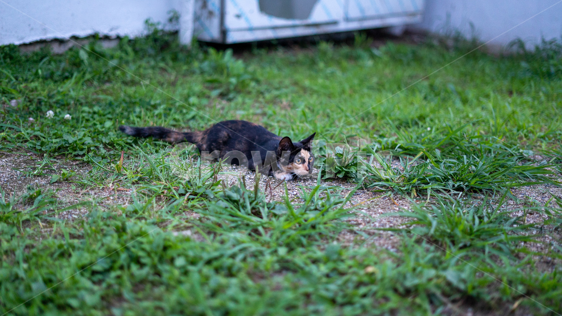 길고양이,고양이,길냥이,동물,아기고양이,새끼고양이,cat,pet,animal,코리안숏헤어,포유류,코숏,동물,animal,포유류,mammal,고양이,cat,kitten,kitty