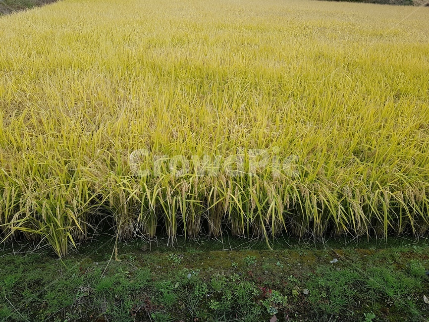 식물,벼,가을,쌀,노란색,가을,계절,fall,autumn,season,산업,industry,industrial,농업,농사,agriculture,farming,farming industry,field,들,nature,자연,outdoors,옥외,grassland,목초지