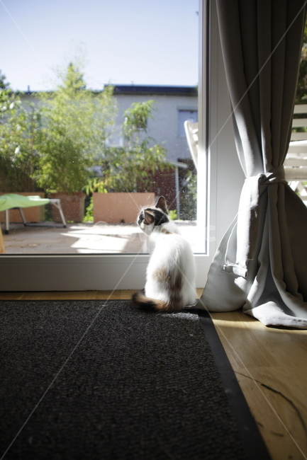 lovely,kitten,cat,Spotted,back,kitty