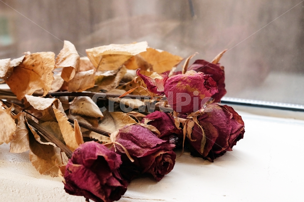 꽃,꽃잎,식물,flower,봄,장미,말린장미,장미꽃,식물,자연,plants,nature,꽃,flower,실내용화초,화분,화초,house plant,인테리어,실내디자인,interior design