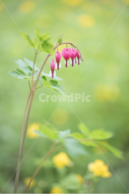 금낭화,꽃,플라워,flower,dicentra,식물,식물,자연,plants,nature,꽃,flower,감성,sensible,feeling