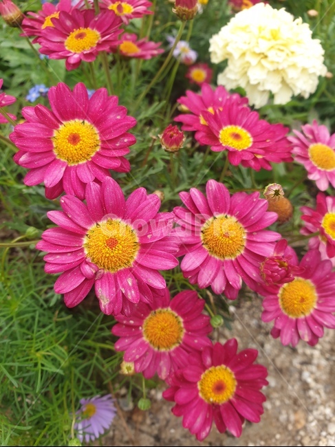 plant,식물,꽃,flower,가을꽃,식물,자연,plants,nature,꽃,flower