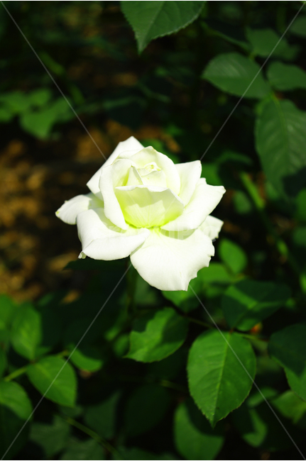 장미,꽃,식물,flower,자연,color,nature,식물,자연,plants,nature,꽃,flower