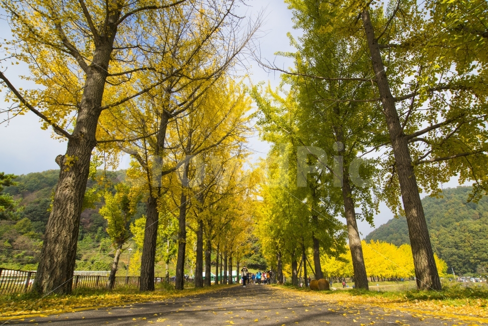 은행나무,자연,숲,길,나무,가을,계절,fall,autumn,season,자연,풍경,nature,landscape,한국자연풍경,한국자연경관,korea nature landscape,식물,plants,나무,trees,wood,tree,plant