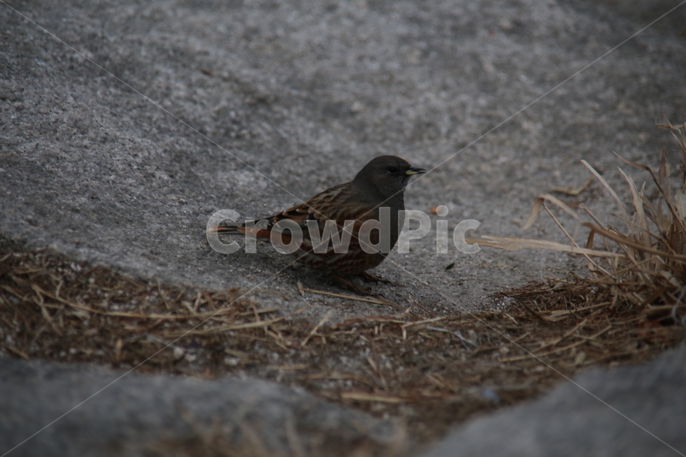동물,새,자연,풍경,산,동물,animal,조류,새,birds