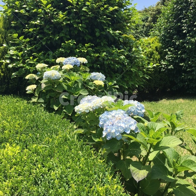 꽃,수국,자연,식물,초록색,공원,풀,나무,flowers,nature,plants,green,park,trees,봄,계절,spring,season,식물,자연,plants,nature,꽃,flower,pottery,도기류,vase,병 장식,jar,항아리,plant,potted plant,화분,grass,잔디,planter,파종기,herbs,허브,outdoors,옥외
