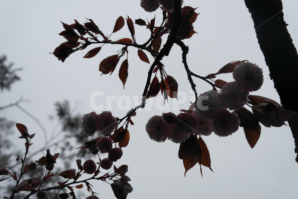 꽃,봄비,자연,아침,이슬,벛꽃,식물,자연,plants,nature,꽃,flower