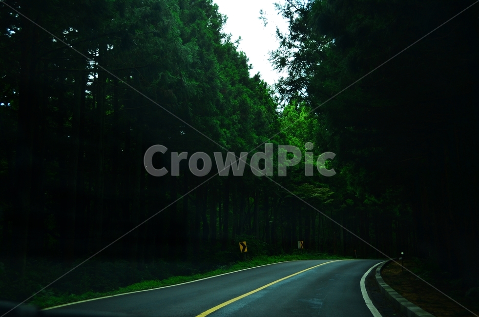 숲,숲길,나무,자연풍경,삼나무,자연,초록색,green,삼나무길,자연,풍경,nature,landscape,교통,교통수단,traffic,transportation,road,도로,freeway,고속 도로,highway,고속도로