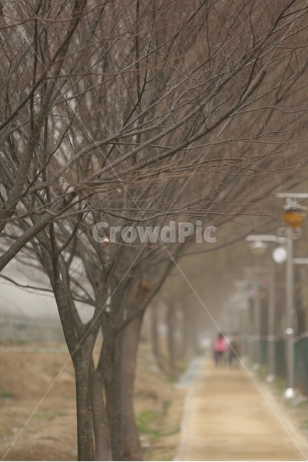 길,나무,산책,풍경,가지,자연,식물,자연,plants,nature,나무,trees,wood