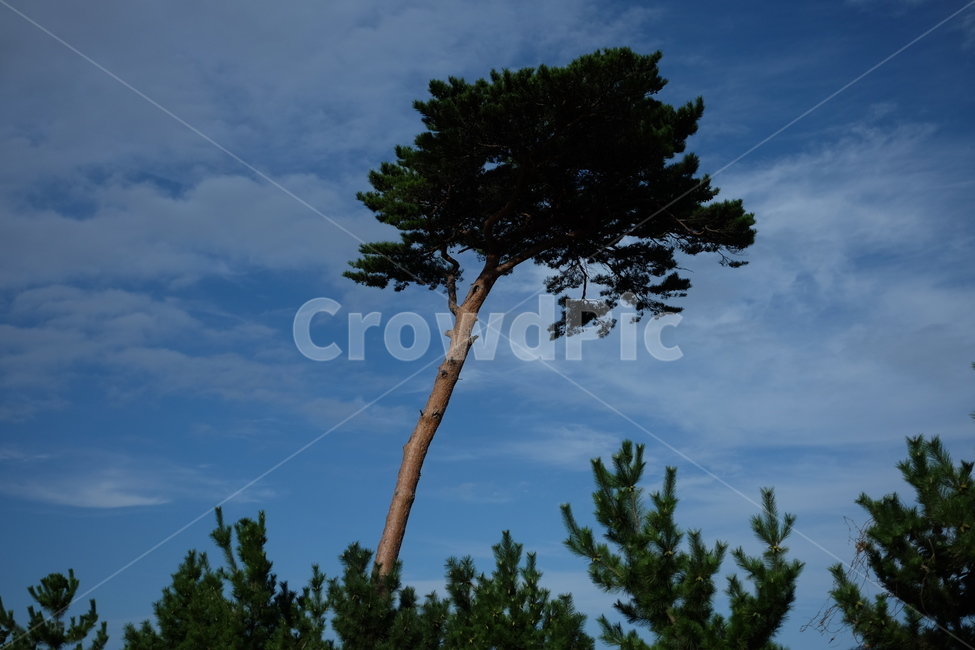 나무,tree,plant,식물,전나무,풍경,nature