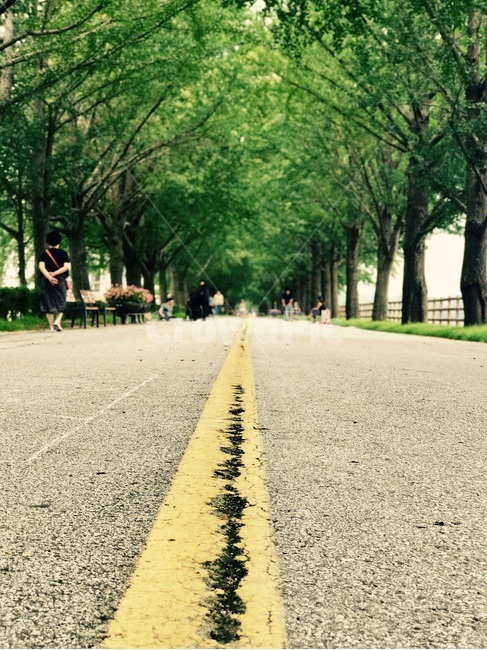 여름,가로수,거리,메타쉐콰이어,도로,자연,풍경,nature,landscape,한국자연풍경,한국자연경관,korea nature landscape,사람들,대중,군중,other people,crowd,person,사람,human,인간,asphalt,아스팔트