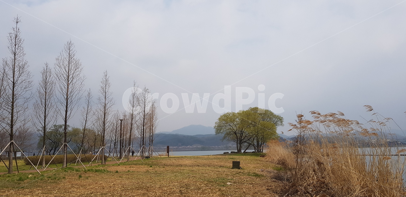 식물,tree,풍경,나무,plant