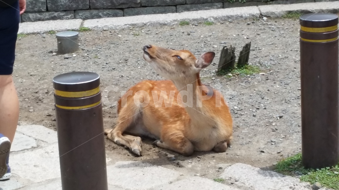 사슴,관광,공원,휴식,햇빛,동물,animal,포유류,mammal
