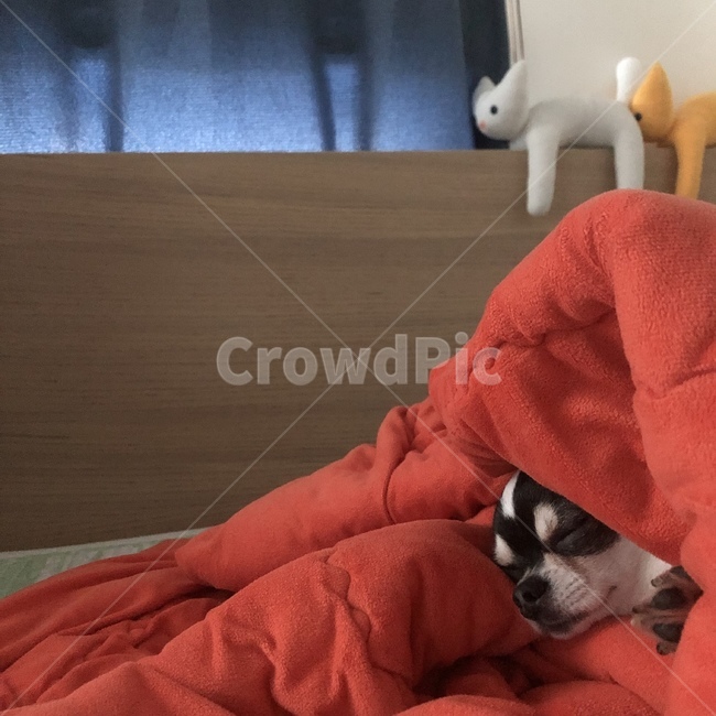 강아지,치와와,숙면,애완견,반려견,침상,이불,동물,animal,포유류,mammal,개,강아지,dog,doggy
