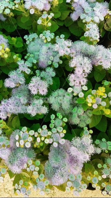 화초,꽃,알록달록,식물,flower,싱그러움,식물,자연,plants,nature,꽃,flower