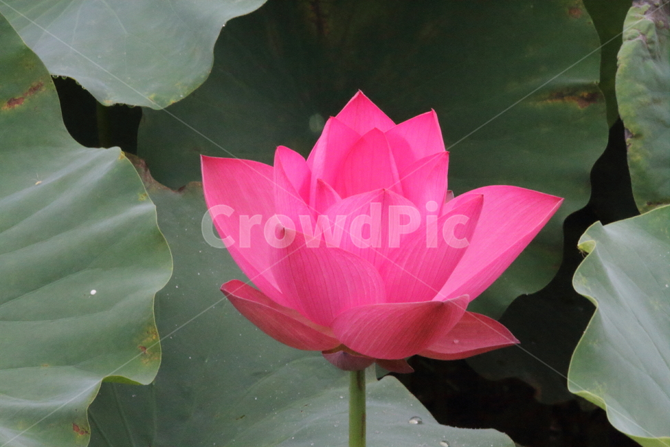연,꽃,연꽃,식물,lotus,식물,자연,plants,nature,꽃,flower