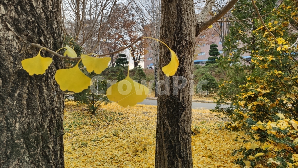 은행나무,은행잎,가로수길,낙옆,나무,식물,노랑잎,tree,plant,treetrunk,나무줄기,가을,계절,fall,autumn,season,식물,자연,plants,nature,나무,trees,wood