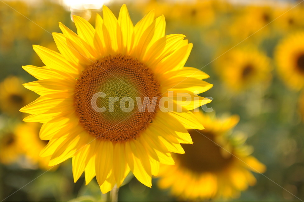 해바라기,바람,기다림,식물,자연,역광,식물,자연,plants,nature,꽃,flower