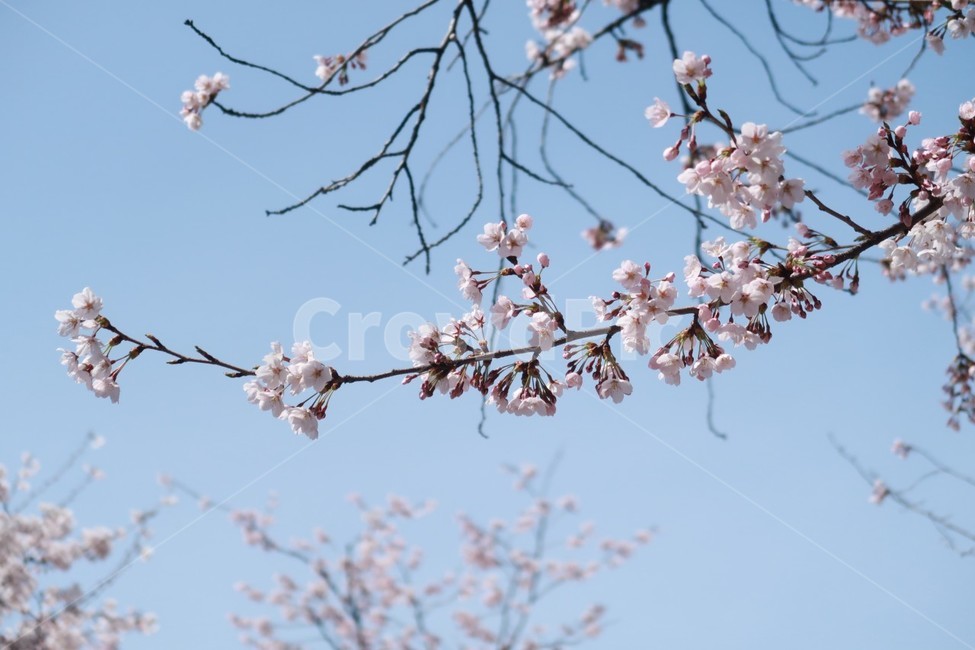 벛꽃,꽃,벚꽃나무,봄,여의도벚꽃,봄,계절,spring,season,plant,식물,flower,blossom