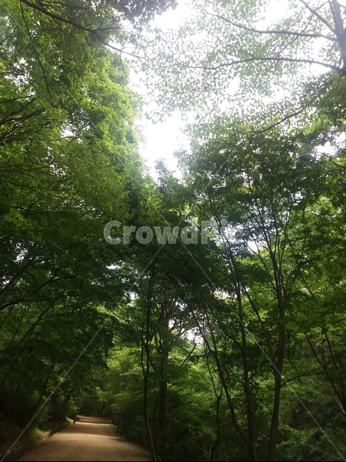나무,길,초록,산책,숲