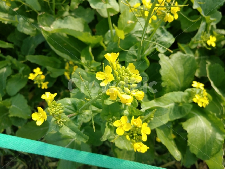 유채꽃,꽃,제주도,자연,유채꽃밭,신비로운,nature,flower,jejudo,jejuisland,repeflower,초록색,노란색,green,yellow,봄,계절,spring,season,식물,자연,plants,nature,꽃,flower,plant
