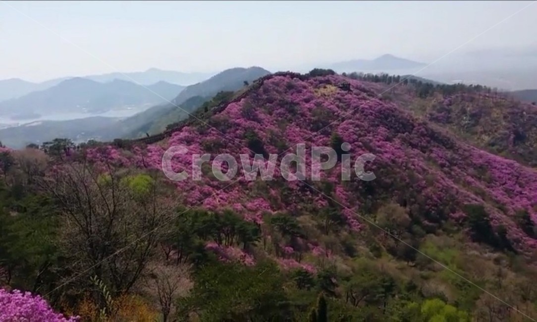 배경,풍경,산꼭대기,정상,꽃,단풍,봄