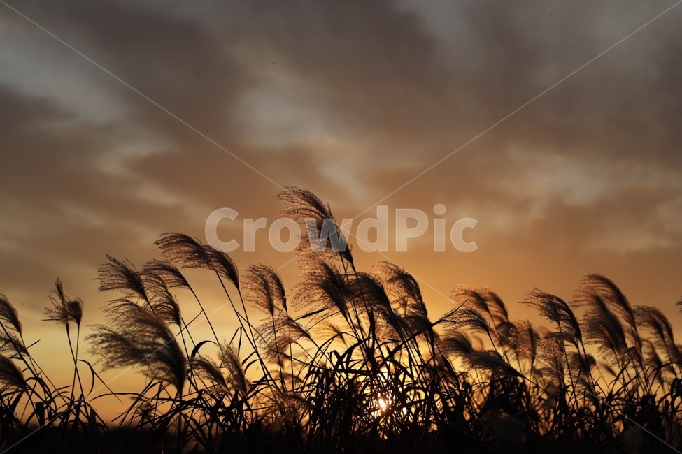자연,갈대,노을,갈대밭,노을갈대밭,가을,계절,fall,autumn,season,식물,자연,plants,nature,grass,잔디,plant