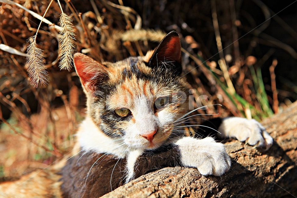 고양이,반려동물,동물,배경,자연,번식,동물,animal,포유류,mammal,고양이,cat,kitten,kitty
