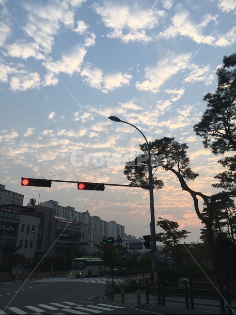 signal,redlight,cloud,bluesky,하늘,신호등,나무,사거리,교통신호